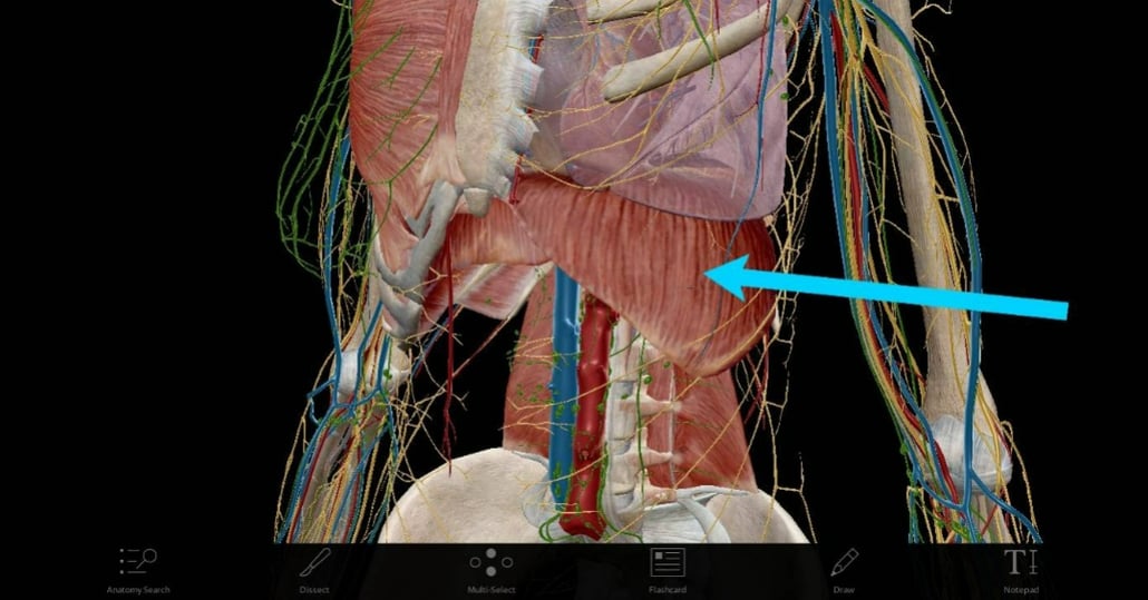 5 Ways to Gamify Your A&P Classroom with Visible Body
